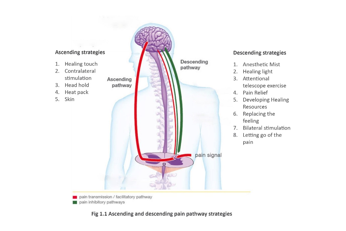 Ascending and decesding pain pathway strategies 